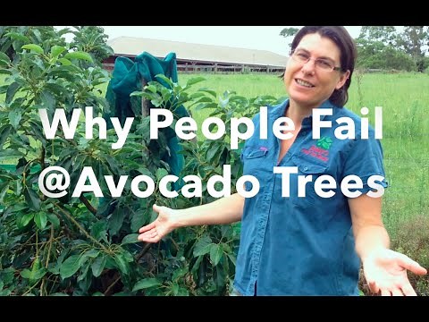 Why People Fail at Avocado Trees