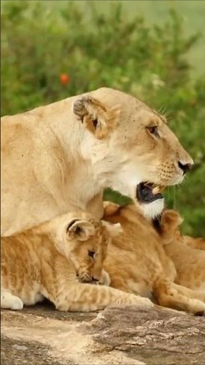 🦁 Queen of the Savannah | The Powerful and Graceful Lioness in 8K Ultra HD 🌅✨ #Lioness #Wildlife #8k
