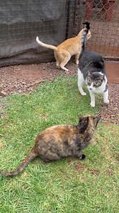 75K views · 2.1K reactions | Veterinary assistant Kry’Che puts out...