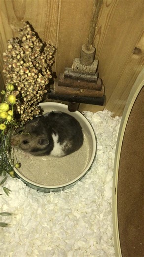 Milkshake #Hamster #Adopted #Pets #Love