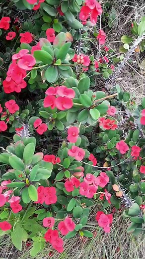 1.7K views · 349 reactions | EUPHORBIA MILII Euphorbia milii, the...