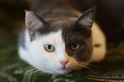 Why Is My Cat Being So Clingy? - Causes and Treatment of Needy Cats
