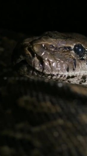 African Rock Python #snake #facts