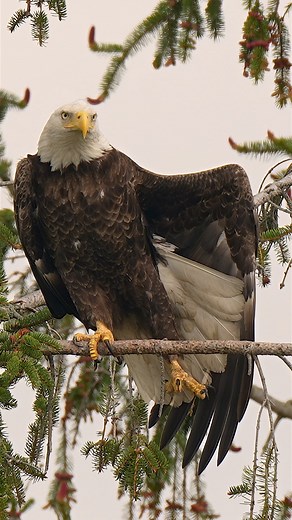 Bald eagle stretching on its favorite perch… #sony #sonyalpha #sonyphotography #sonyprousa #natgeo #natgeoyourshot #natgeowild #eagles #baldeagles #usa #birdsofprey #predator #birds #wildlife #wildlifephotography #natgeowildlife #birdsofinstagram #birdwatching | Mike J Dukarm
