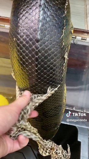 Watch a Fascinating Video of a Green Anaconda Shedding Its Skin