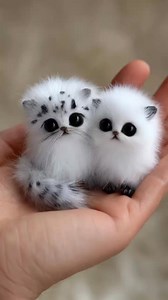 Fantastic kittens! Rarest in the world and tiniest in their kind 😸🐱#kitten #catlover #kittycat #kitty #cutecat #trendingvideos #viralvideos #explore | Xatinakocara