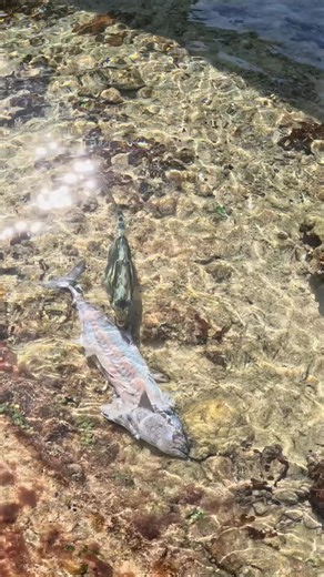 Grabbing Fish By Hand! #fishingknot #catfish 🎣 #fishing #rigs #salmon #lures #knot #bassfishing | Fishing Life