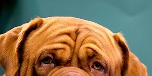 The most expensive dog to insure is...