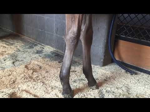 Foal with superficial digital flexor tendon contraction