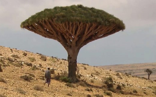 会流血的树！它生长在最像外星的地方，相传体内蕴藏着龙血【寰球大百科302】