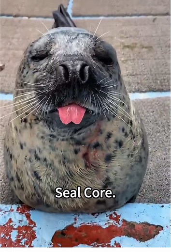 Funny Seal Moments You Can't Miss