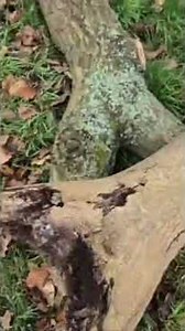 How to Support a Leaning Tree - Expert Tip from a Tree Care Specialist