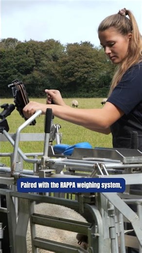 Weighing during lambing | iLivestock