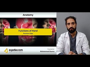 Functions of Hand | Precision Grips | Muscles of the Wrist, Thumb and Fingers Anatomy