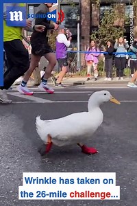 2.6M views · 2K reactions | This duck is running the New York marathon! ❤️  via @seducktive | Daily Mail US | Facebook