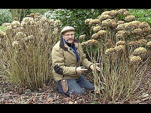 COMMENT TAILLER UN HORTENSIA ADULTE