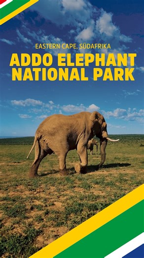 Wusstet ihr schon, dass der Addo Elephant National Park Heimat der Big 7 ist? 🌿🐘 Nur rund 30 Minuten von Gqeberha (ehemals Port Elizabeth) entfernt liegt der drittgrößte Nationalpark Südafrikas, ein echtes Naturwunder. Der Addo ist nicht nur das Reich der legendären Big Five, sondern auch der Big Seven: Zur Tierwelt des Parks zählen dank des geschützten Meeresgebiets auch der Südliche Glattwal und der Weiße Hai. 🐳🦈 Von winzigen Mistkäfern bis zu imposanten Elefantenherden: im Addo zeigt sich
