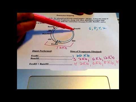 Basic Restriction Mapping (#1 and 2)