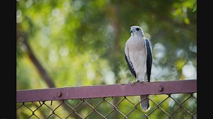 The Top Bird Watching Binoculars: Enhance Your Avian Adventures