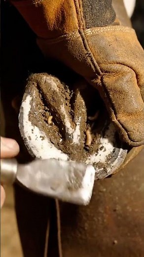 “Ultra-Realistic Hoof Trimming Step-by-Step”