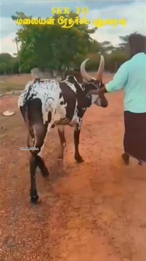 புதுவரவு 🔥 #vrpinrekala #jallikattu #kalvakuntlatarakaramarao #pottidayikadammosong #bull