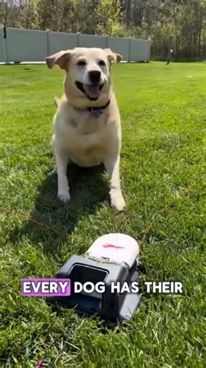 Purposeful movement isn’t just for humans. We’re honored to be a part of your daily enrichment, Lola and to have the trust of someone like your human, Dr. Scott. 🔗exclusivept.com | SwiftPaws