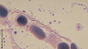 Exploring microscopic life in a water sample from a local pond in springtime Stock Video