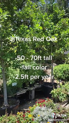 Top 3 Shade Trees for South Texas | Nursery Tips