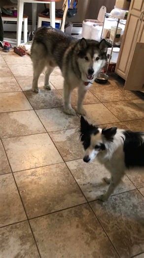 Integration with fear aggressive dog