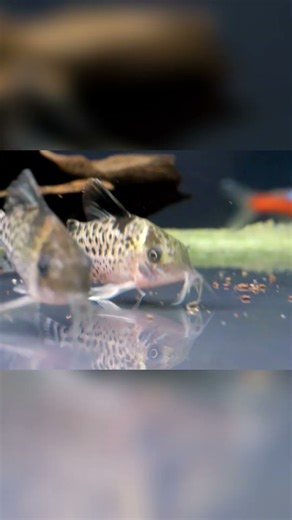 Corydoras Fish: Micro Predators, Not Clean-Up Crew! #shorts