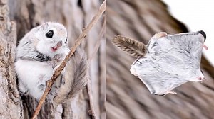 Ezo Momonga, Tupai Terbang Super Imut dari Jepang