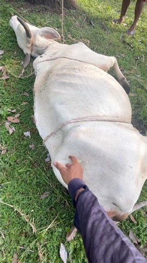 Injeksi indukan direbahkan. #cow #animals #shorts