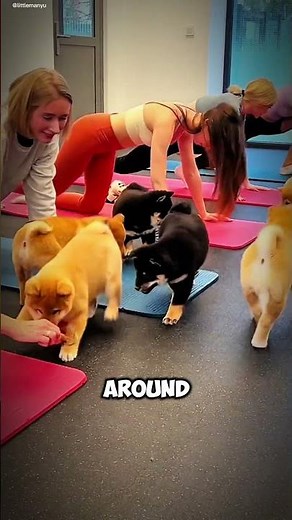 Shiba Inus The Cutest Little Fox Dogs! #ShibaInu #FoxDogs #AdorableAnimals #CuteDogs #DogLovers