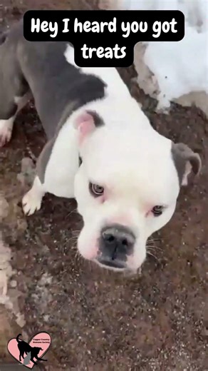 Hey I heard you got treats ~Zeus