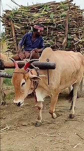 மாட்டுவண்டி | bullock cart ride | bullock cart race | bullock cart videos | farm animals | cow
