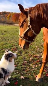 3K reactions · 64 shares | SaddleBox on Reels | Facebook