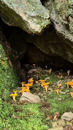 LA CAVERNA GIALLA #mushroom #funghi #nature