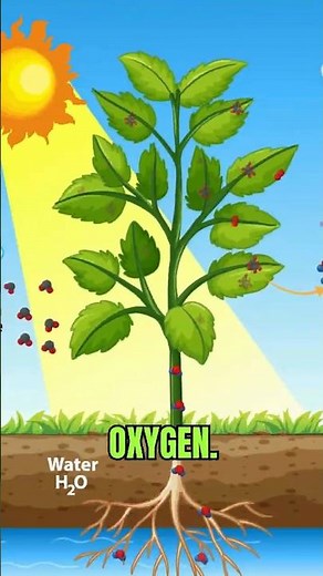 How Photosynthesis Works 🌿 | The Process That Powers Life on Earth ⭐ Recommended
