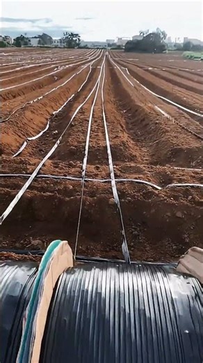 Installing Drip Irrigation.