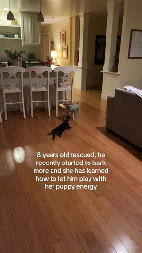 why my rescued dog suddenly barks more and how to handle it