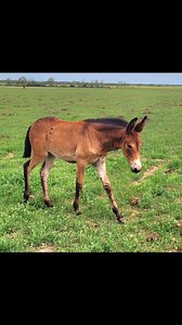 AWESOME molly mule. Dam is spotted draft Curly. Going to be a huge gal. Percheron/Suffolk draft lines. LAMONT Alberta | Outlaw Coulee MULES & Chuckwagon Horses
