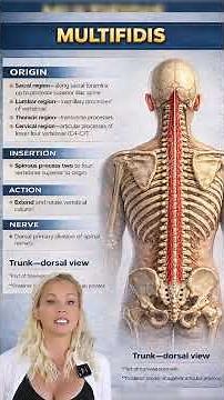 Crucial for back health and injury prevention! Do you know about the MULTIFIDUS MUSCLE? #MOTD