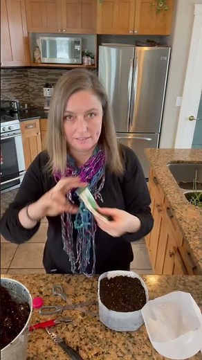 Prepping a milk jug to start seeds using the Winter Sowing method