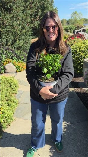 Plant Of The Day: White Pillar® Rose of Sharon 35% Off (October 19, 2025) #garden
