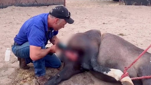 马儿做绝育，兽医直接用电钻给马儿做手术，画面简直不要太生猛！