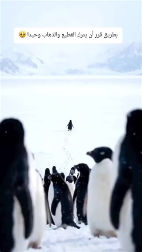 قصة حقيقية البطريق الذي ترك القطيع يتصدر التريند #قصص_واقعية #via #snow #ترند_تيك_توك #اكسبلور