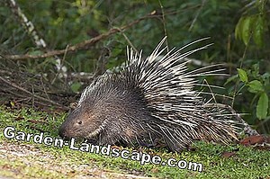 Lifestyle: What do I eat and drink hedgehogs? Information about food and feeding | 2025