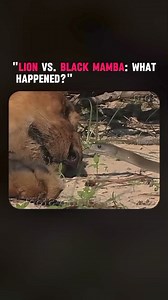 Lion vs Black Mamba snake #blackmamba #lionking @highlight | Creezle Farey