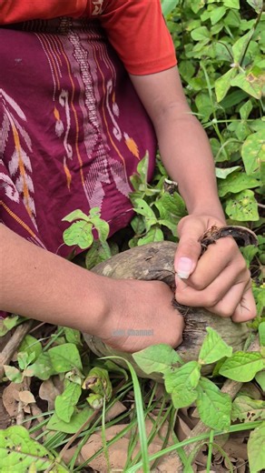 The hollow shell becomes an animal hideout