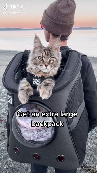 You can find the “Fat Cat” and the “Navigator” on yourcatbackpack.com made for extra large cats! #catbackpack #fatcatbackpack #yourcatbackpack